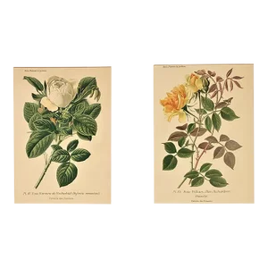 1893 Set of 2-French Antique Botanical Lithographs-Roses, Matted