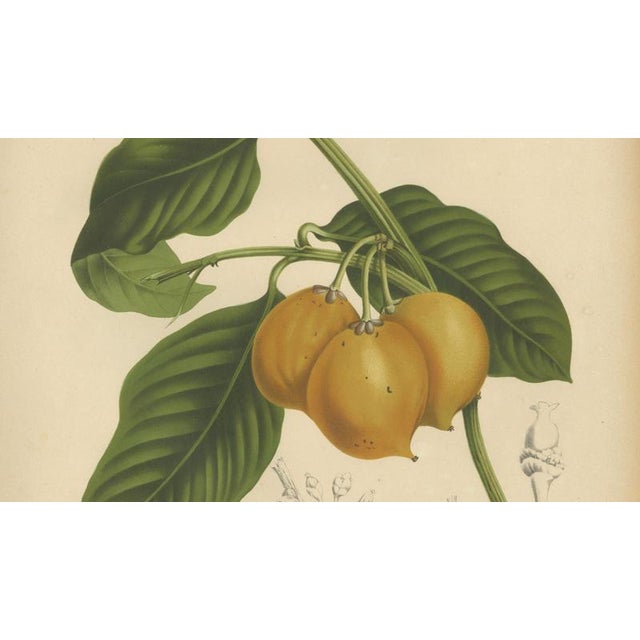 Berthe Hoola van Nooten, False Mangosteen, 1880, Chromolithograph For Sale - Image 4 of 9