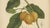 Berthe Hoola van Nooten, False Mangosteen, 1880, Chromolithograph For Sale - Image 4 of 9
