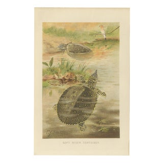 P. J. Smit, Soft River Tortoises, 1895, Lithograph For Sale
