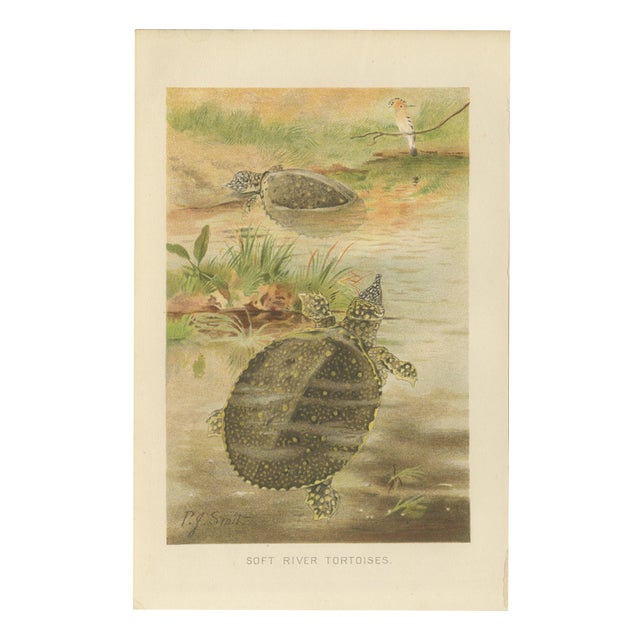 P. J. Smit, Soft River Tortoises, 1895, Lithograph For Sale