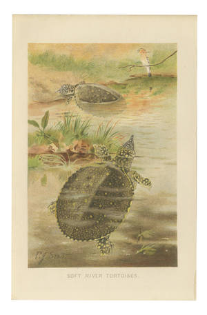 P. J. Smit, Soft River Tortoises, 1895, Lithograph