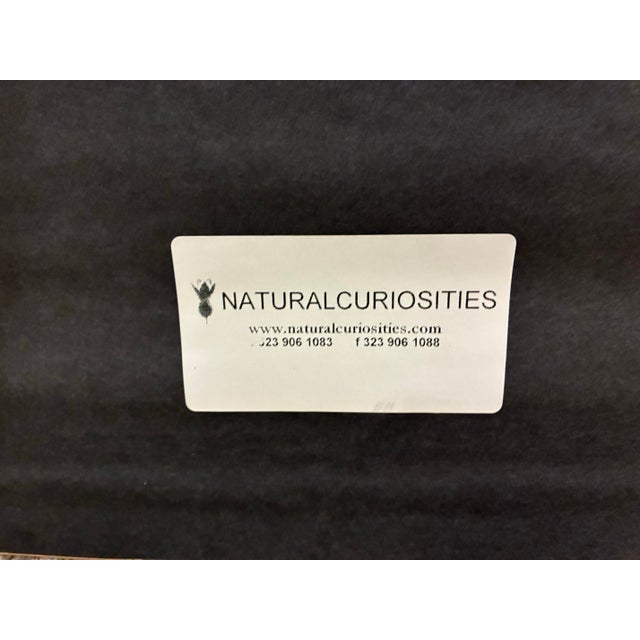 Paper Oversized Natural Curiosities Harvey Seaweeds Botanical Print – Framed For Sale - Image 7 of 7
