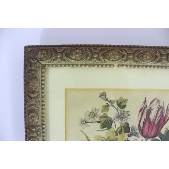 Antique Coloured Botanical Illustration Engraving Antique Wood and Plaster Frame Floral French Art For Sale - Image 6 of 11