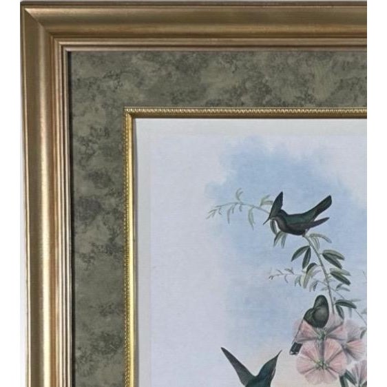 Mid 19th Century Antique Nineteenth Century John Gould Hummingbird Framed Fine Art Hand Colored Lithograph For Sale - Image 5 of 13