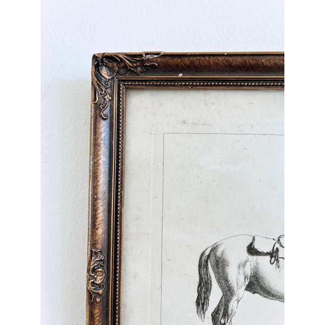 White Antique Original Horse Etchings, Circa 1700: Framed Equestrian Prints - a Pair For Sale - Image 8 of 15