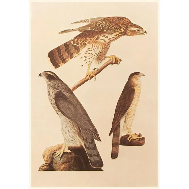 1960s 1966 Vintage American Classical Print "Goshawk" After John James Audubon For Sale - Image 5 of 7
