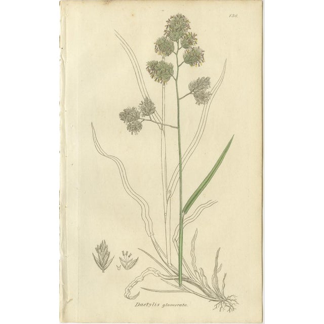 After James Sowerby, Botanical Illustrations of Meadow & Pasture Grasses, 1830s, Engravings, Set of 8 For Sale - Image 3 of 10