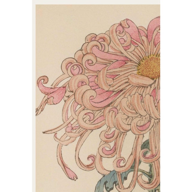 Originally created as Plate 6 from Keika Hyakugiku (One Hundred Chrysanthemums) in 1893, this elegant botanical...