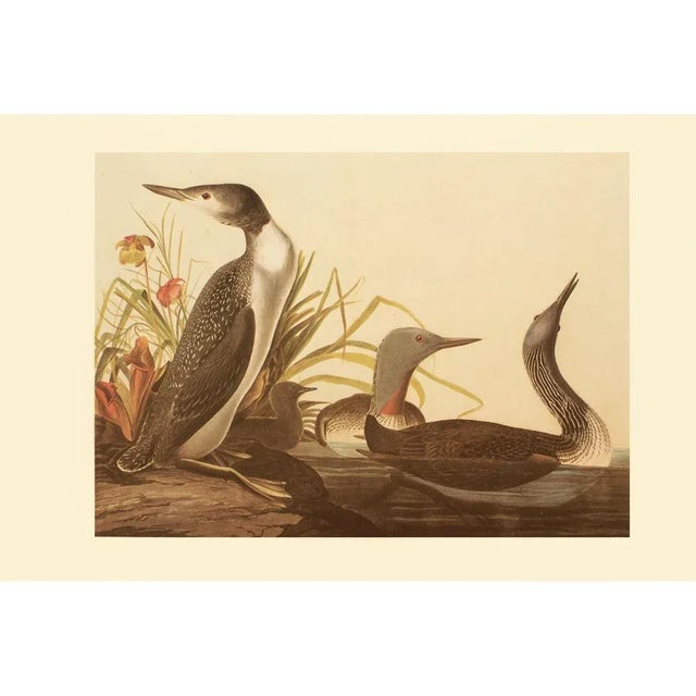 A stunning extra large vintage Cottage Style reproduction of the original lithographic print of the Red Throated Diver...