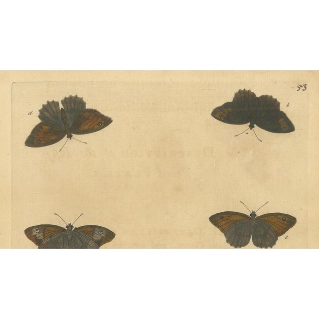E. Albin, Butterflies on Grasses with Caterpillar, Hand-Colored Engraving, 1720 For Sale - Image 3 of 10