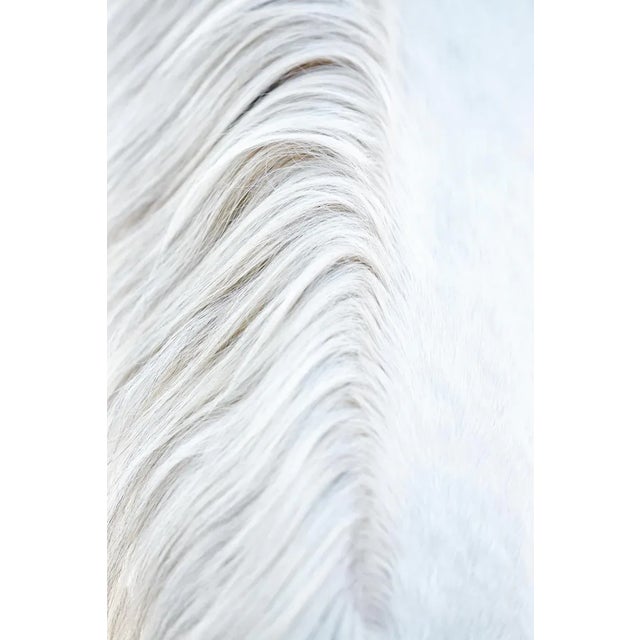 White Horse 13 by Trinette + Chris Print, 36" x 54" For Sale