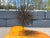 Large Mid Century Bronze Dandelion Sculpture. Signed SOCO No. 79 Bronze.