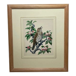 British Watercolor Chirping Song Thrush Bird by Charles Frederick Tunnicliffe Obe Ra For Sale