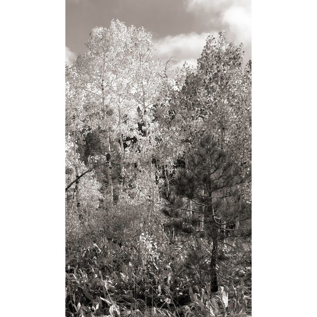 This digital archival print size is 18" x 12" printed on 19" x 13" Vibrance Matte Paper from Breathing Color in Austin,...