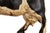 20th Century American Folk Art Whimsical Carved Painted Holstein Cow For Sale - Image 11 of 18