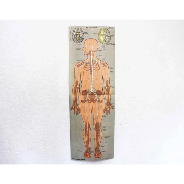 Antique Illustration Anatomy Poster For Sale - Image 11 of 11