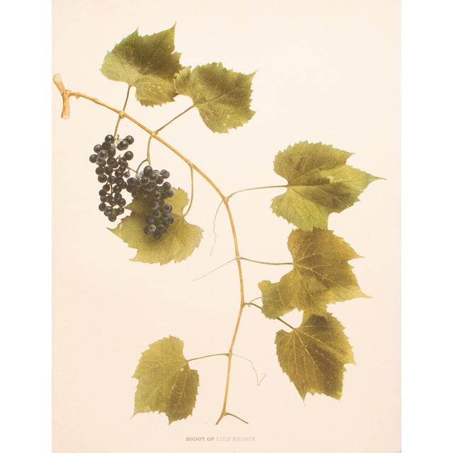 Paper 1900s U. P. Hedrick, Original Antique Photogravure of Vitis Riparia Grapes For Sale - Image 7 of 7