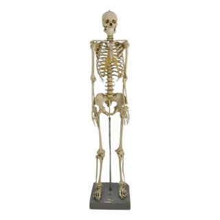 Vintage Real Size Human Skeleton For Sale