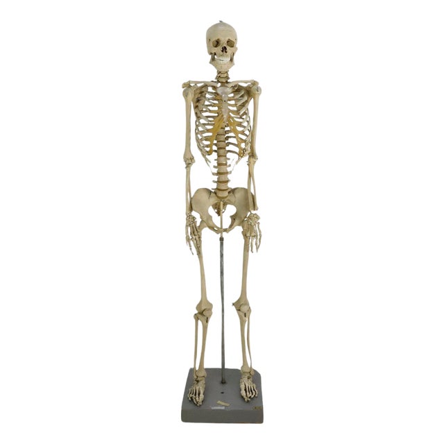 Vintage Real Size Human Skeleton For Sale