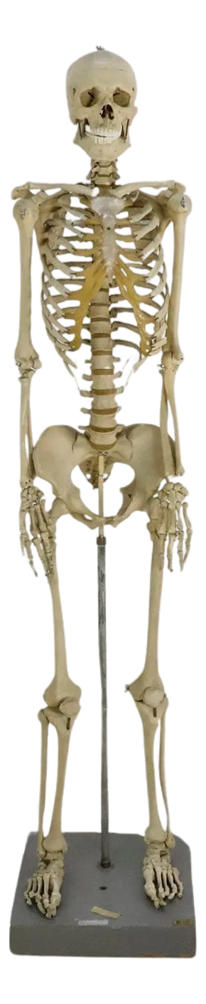 Vintage Real Size Human Skeleton