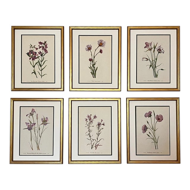 Original Vintage Botanical Prints Set of 6- Framed Mid- Century Prints For Sale