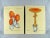 1970s Handpainted Mushroom Speciman Paintings on French Handmade Paper - Set of 2 For Sale - Image 10 of 10
