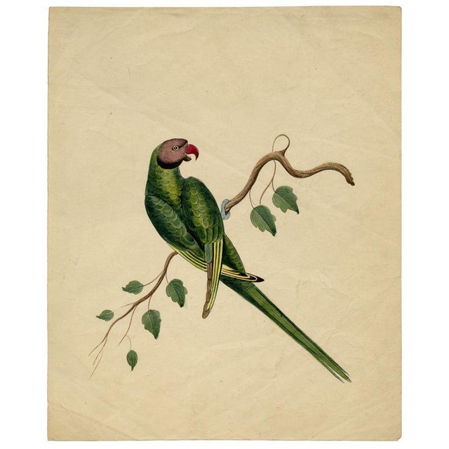 Indian Company School Artist, Indian Bird, 18th Century, Watercolor, Set of 8 For Sale - Image 3 of 18