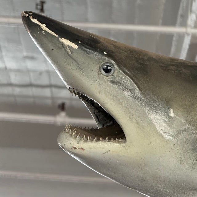 Mid 20th Century Life-Sized Fiberglass Mako Shark Display Mount For Sale - Image 4 of 8