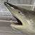 Mid 20th Century Life-Sized Fiberglass Mako Shark Display Mount For Sale - Image 4 of 8