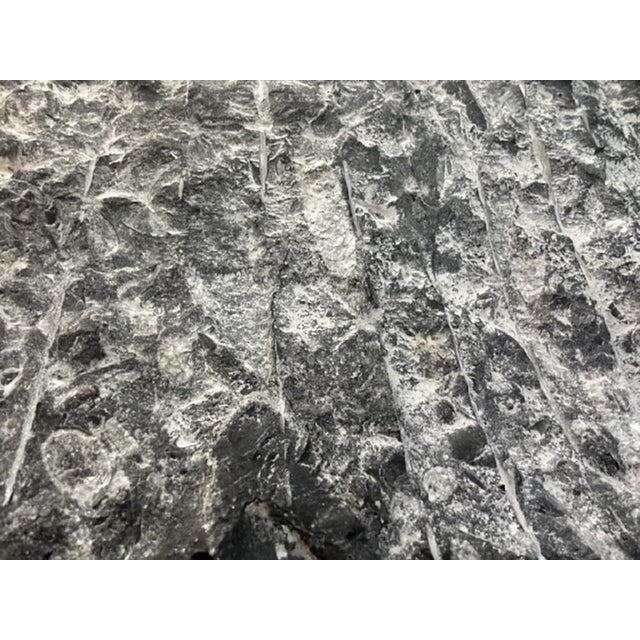 Plum Orthoceras Fossil, 1800s For Sale - Image 10 of 11