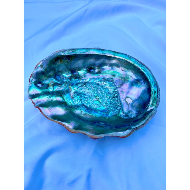 Large Mid 20th Century Red Abalone Shell, Haliotis Rufescens For Sale - Image 4 of 13