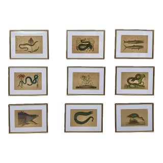 18th Century Framed Engravings by Mark Catesby, Set of Nine Natural History Art For Sale
