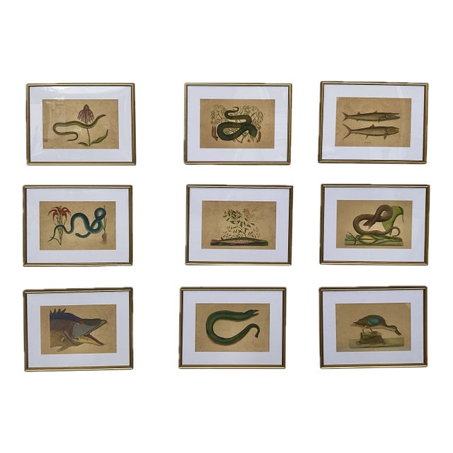 18th Century Framed Engravings by Mark Catesby, Set of Nine Natural History Art For Sale