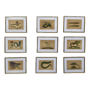 18th Century Framed Engravings by Mark Catesby, Set of Nine Natural History Art