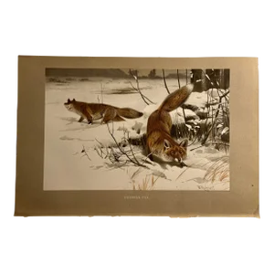1901 Antique Common Foxes Wilhelm Kuhnert Print