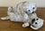 Cream Bavent Terracotta French Pottery Dogs With Glass Eyes, C. 1900 For Sale - Image 8 of 11