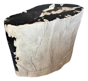 Andrianna Shamaris Striking Ancient Petrified Wood Side Table