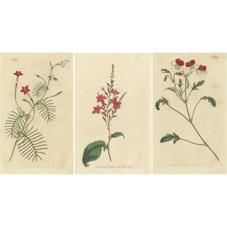 Curtis, Crane's Bill, Leadwort, Ipomoea, 1794, Prints, Set of 3 For Sale