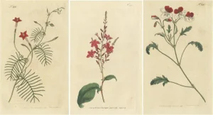 Curtis, Crane's Bill, Leadwort, Ipomoea, 1794, Prints, Set of 3