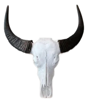 Late 20th Century Water Buffalo Skull, Thailand