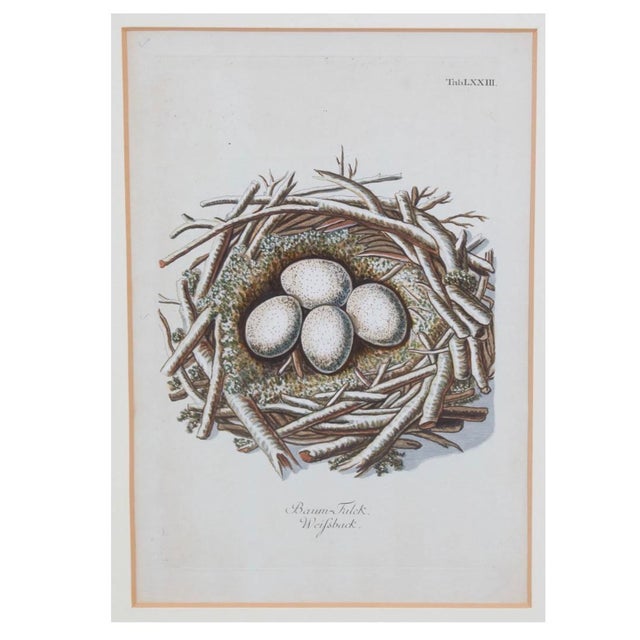 Set of 8 Antique 18th & 19th C Oological Engraving Prints of Eggs & Nests For Sale In Los Angeles - Image 6 of 11