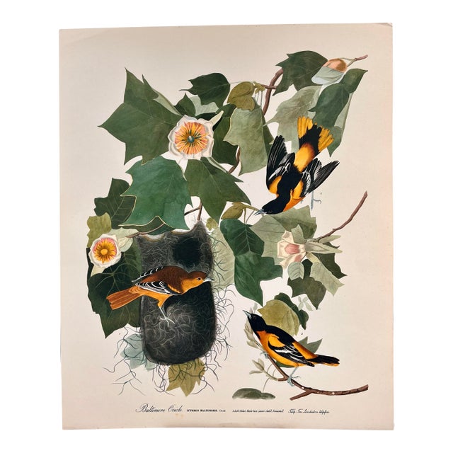 1964 Audubon Folio Lithograph Great Bird Paintings – “Baltimore Oriole” 17x14 For Sale