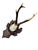 Cabin Roe Deer Trophy 156 Black Foerst Antlers Mounr For Sale - Image 3 of 5