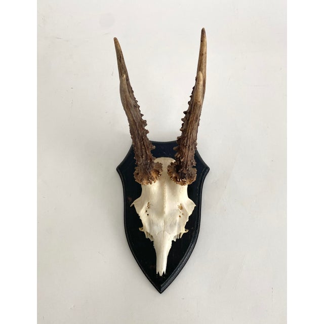 Mid 20th Century Vintage German Roe Deer Antlers For Sale - Image 5 of 5