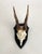 Mid 20th Century Vintage German Roe Deer Antlers For Sale - Image 5 of 5