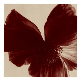Ugne Pouwell, Poppy Bird, Color Photograph, Signed Edition of 10 For Sale