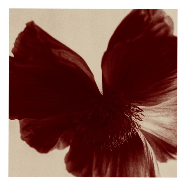 Ugne Pouwell, Poppy Bird, Color Photograph, Signed Edition of 10 For Sale