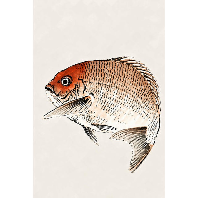 Japanese Tai (Red Seabream) by Kōno Bairei, Vintage Japanese Woodblock Print Reproduction, 24" X 16" For Sale - Image 3 of 9