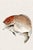Japanese Tai (Red Seabream) by Kōno Bairei, Vintage Japanese Woodblock Print Reproduction, 24" X 16" For Sale - Image 3 of 9
